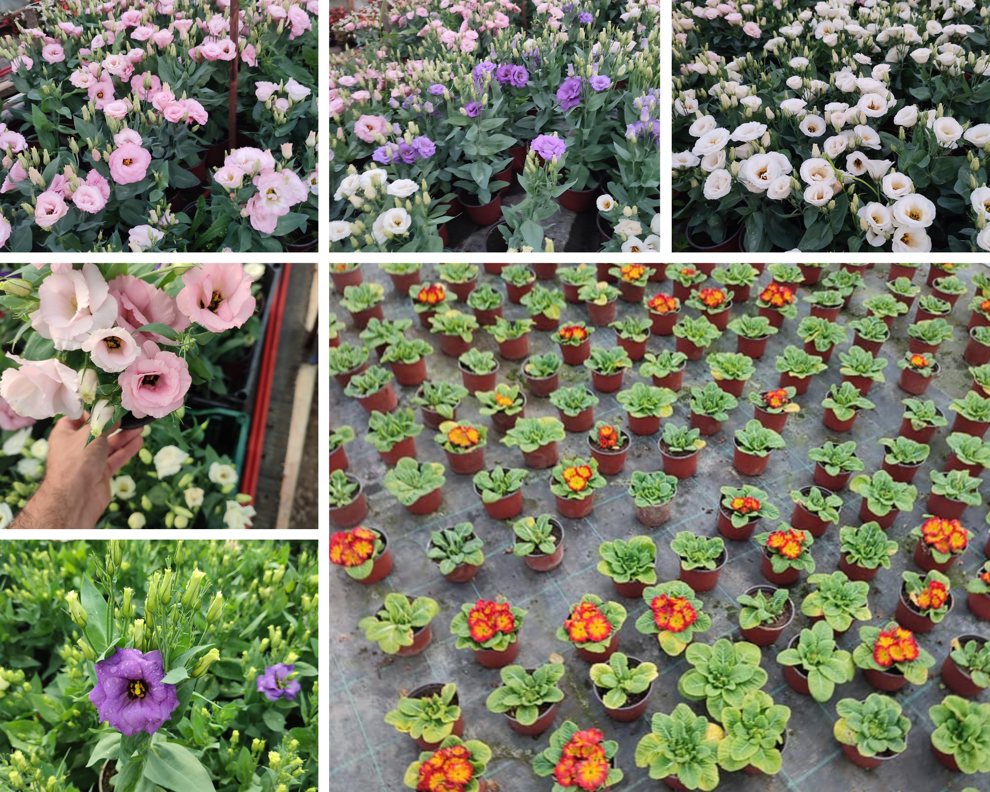 Nenaslovljeni dizajn (2)